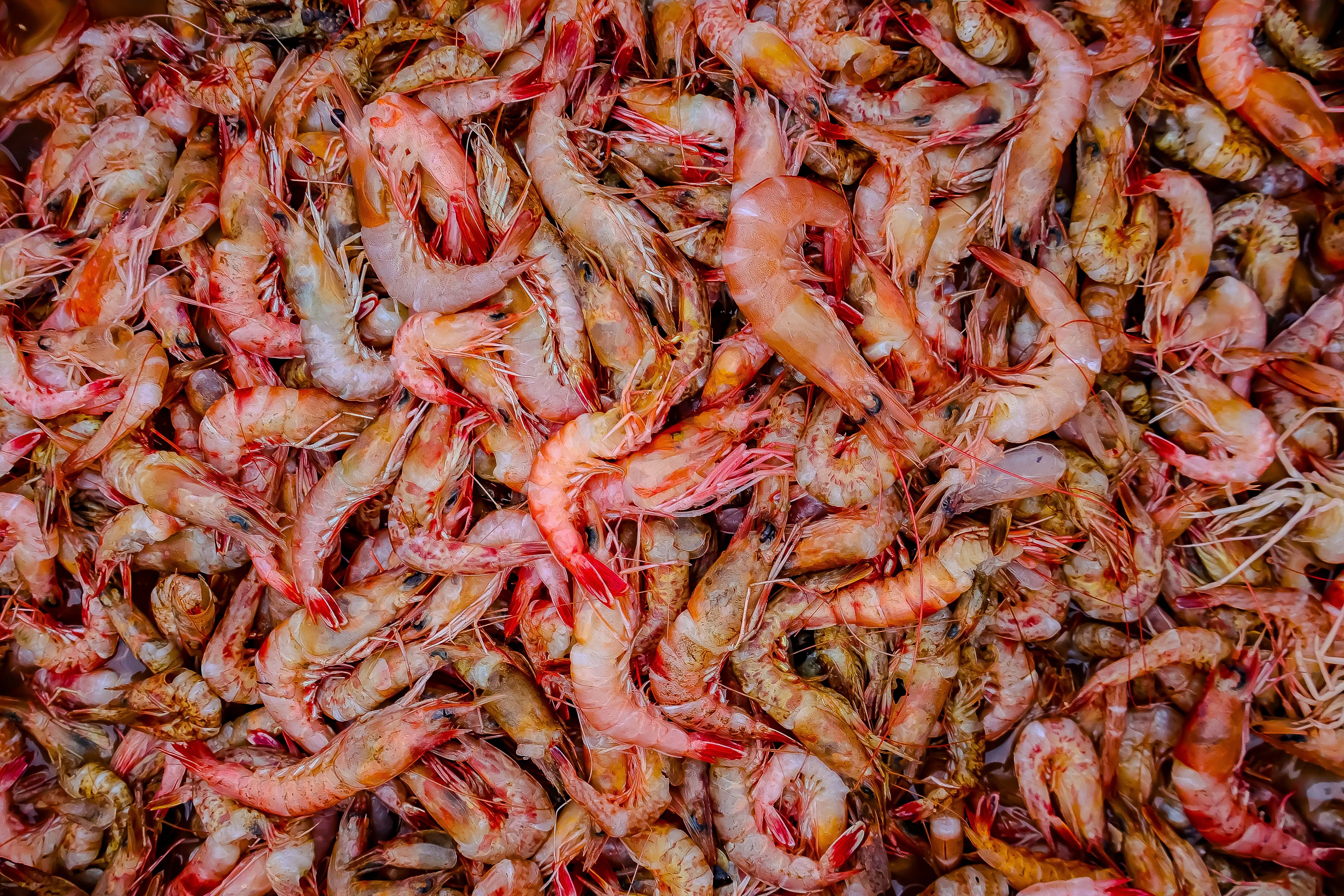 Crayfish, shrimps & Prawn