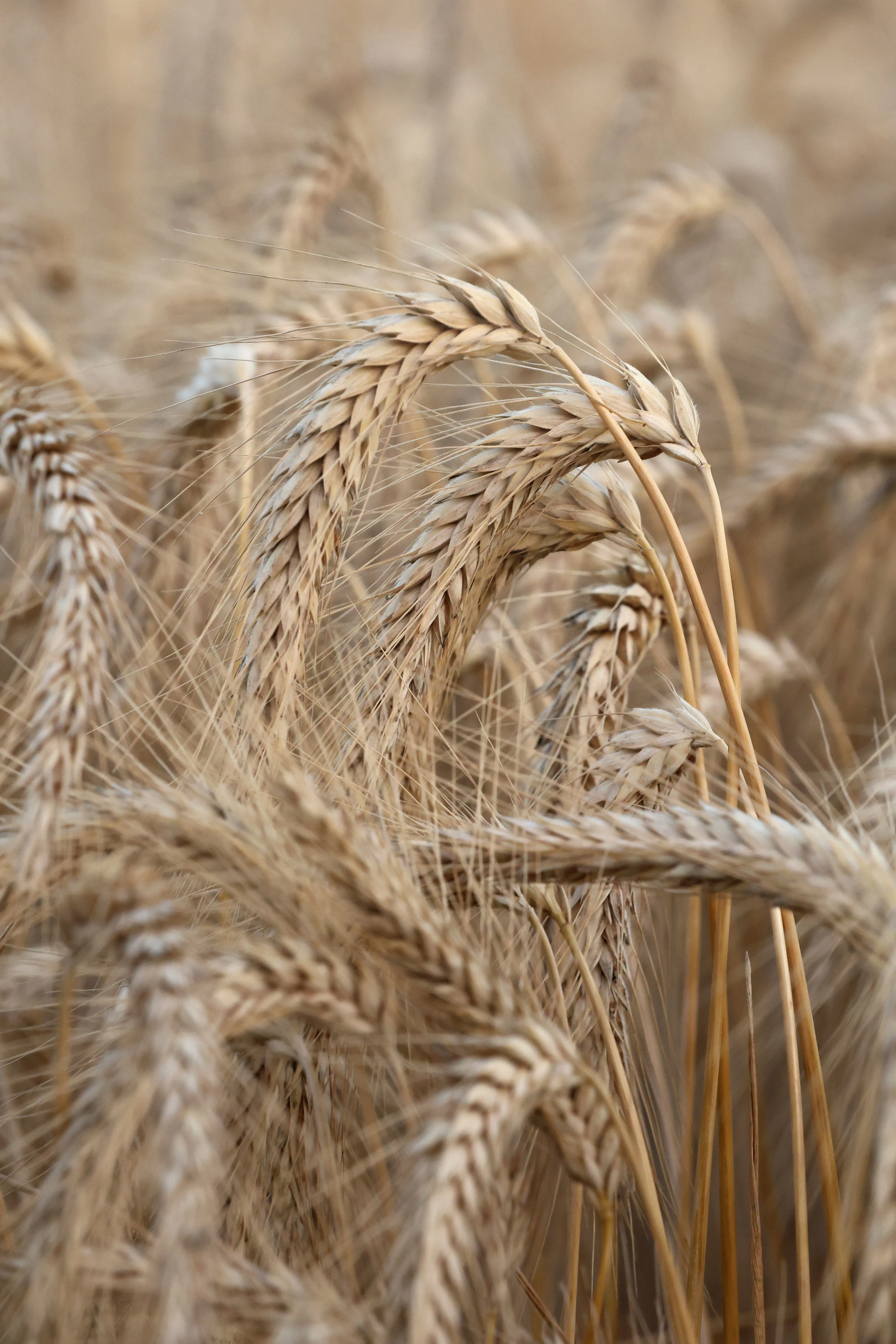 Wheat & Sorghum
